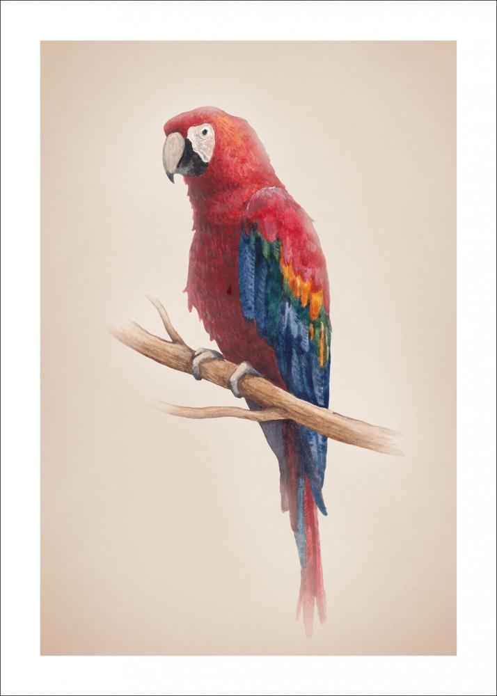 Tropical Parrot Pster