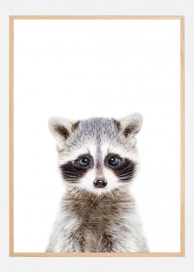 Baby Racoon Póster