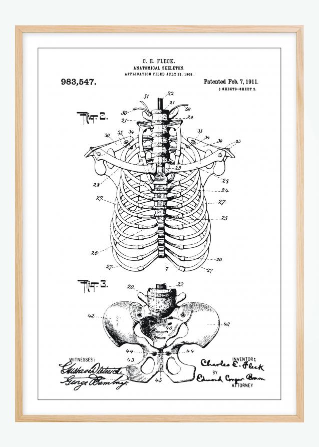 Desenho de patentes - Esqueleto anatómico II Póster