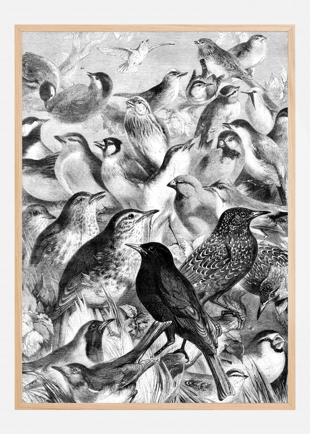 Cartaz de pássaros