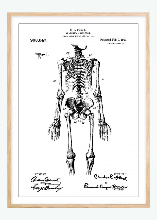 Desenho de patentes - Esqueleto anatómico I Póster