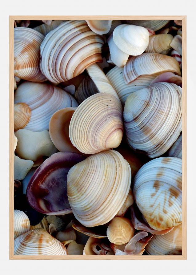Shells Póster