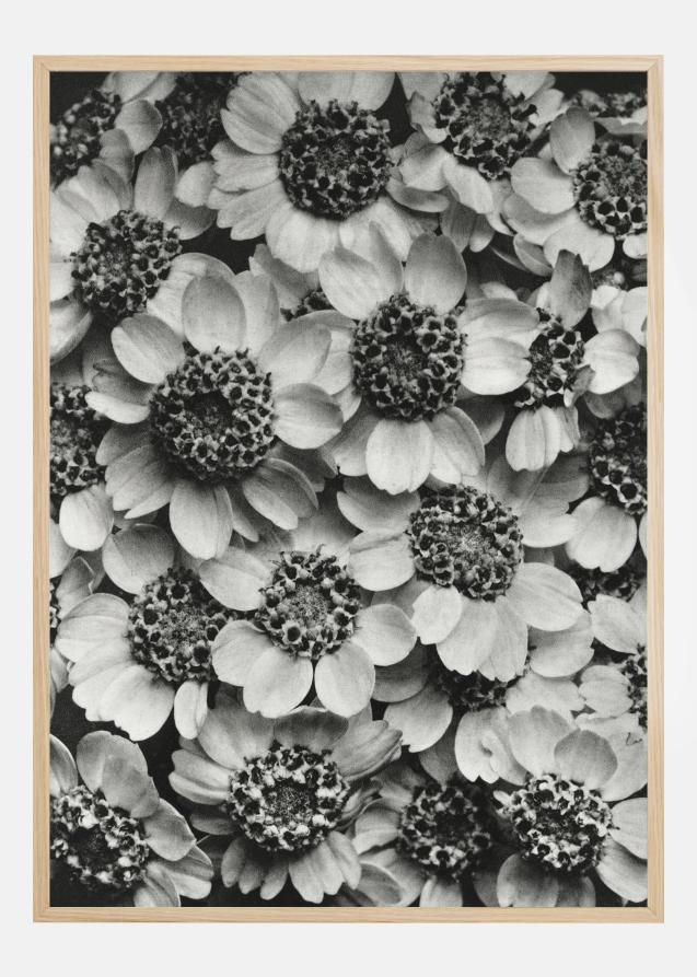 Cartaz de flores preto e branco