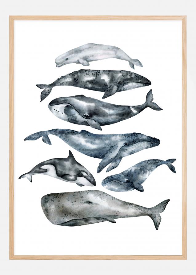 Whales Póster