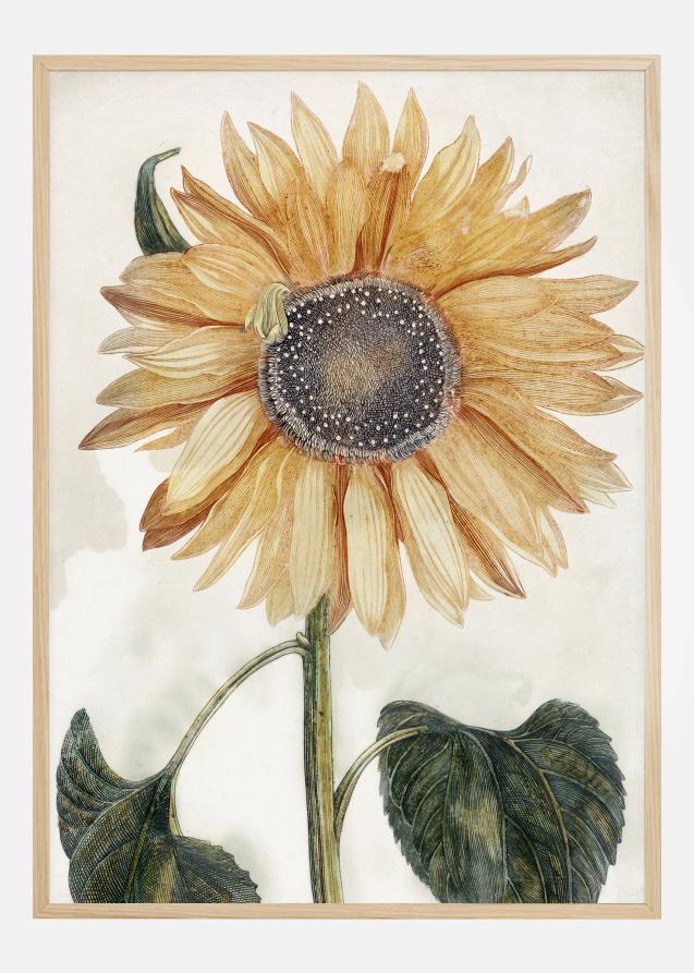 Sunflower Art Póster