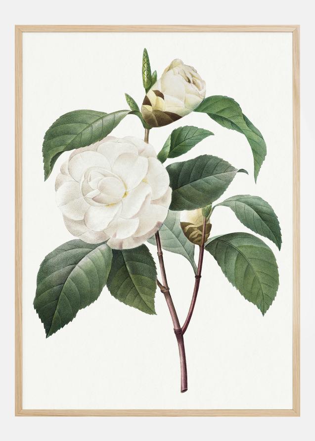 White Rose Póster