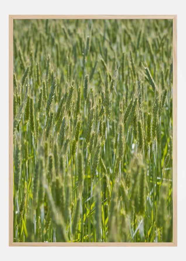 Green Wheat Field Póster