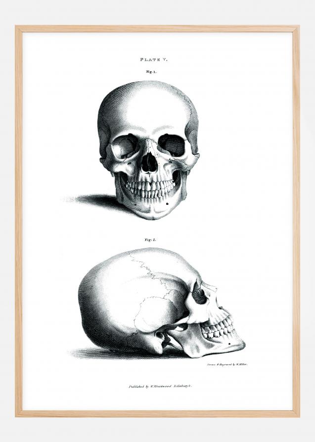 Gravura didática do crânio humano 1800-tal Póster