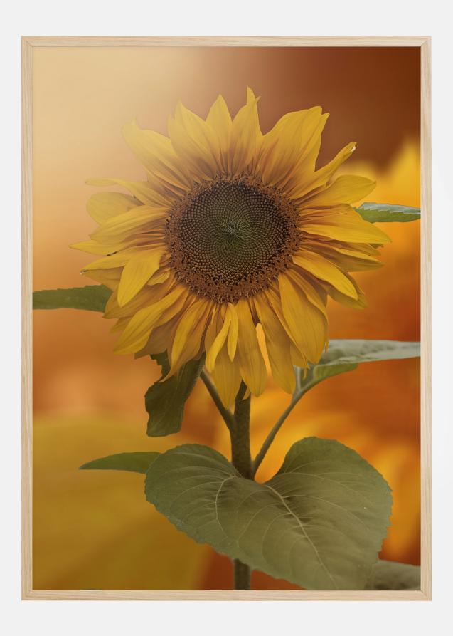 Sunflower Póster