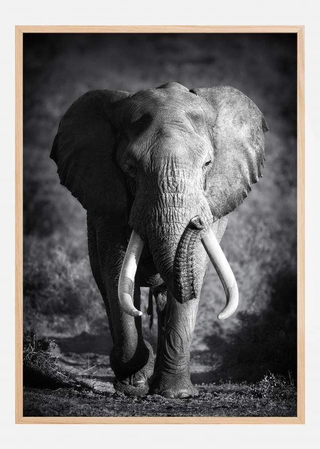 Cartaz do elefante preto e branco