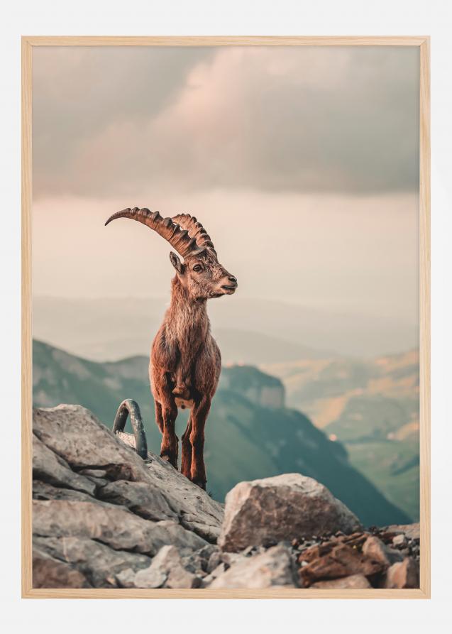 Mountain Goat Póster