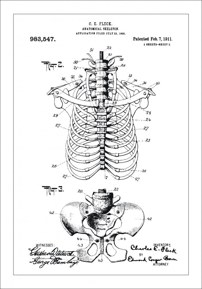 Desenho de patentes - Esqueleto anatmico II Pster