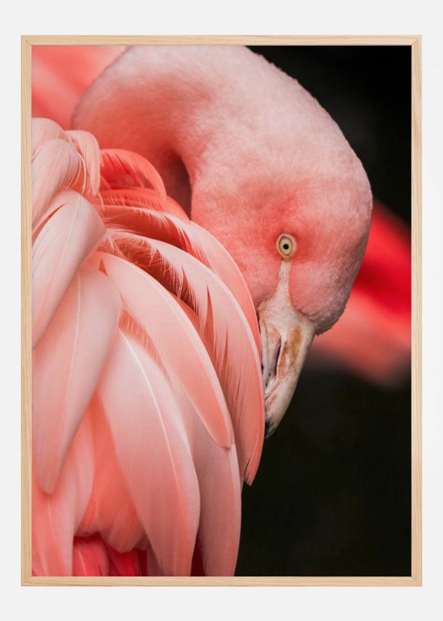 Flamingo Póster