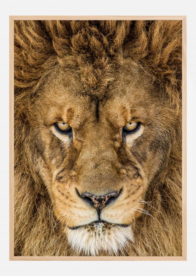 Serious Lion Póster