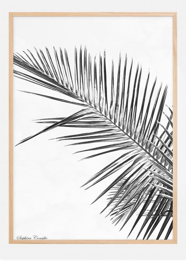 Cartaz da palmeira preta