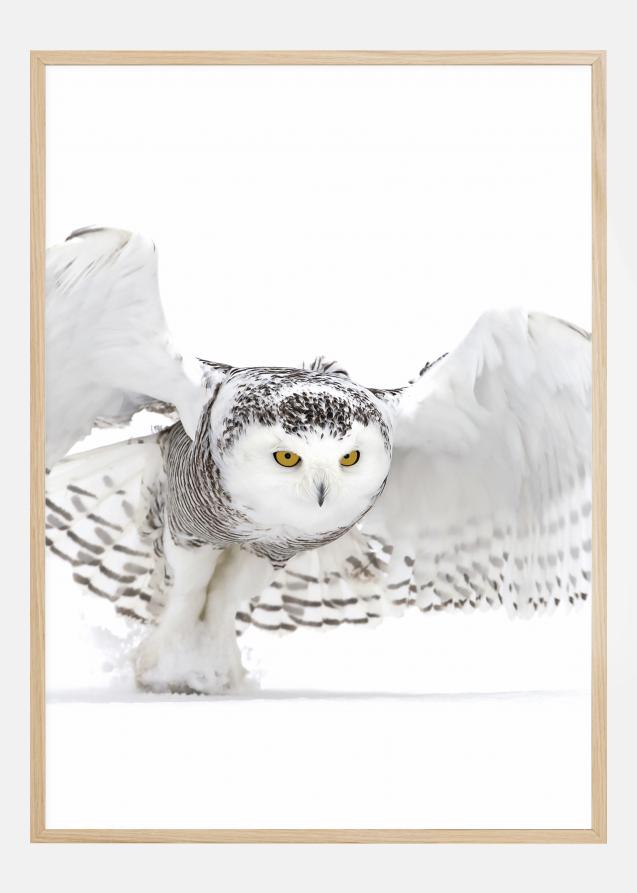 Snowy Owl Jazz Wings Póster
