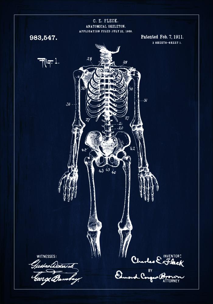 Desenho de patentes - Esqueleto anatmico I - Azul Pster