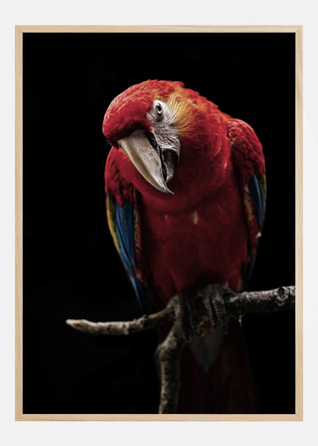 Portrait of Scarlet Macaw Póster