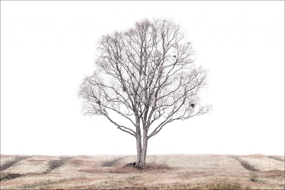 The lonely tree Pster