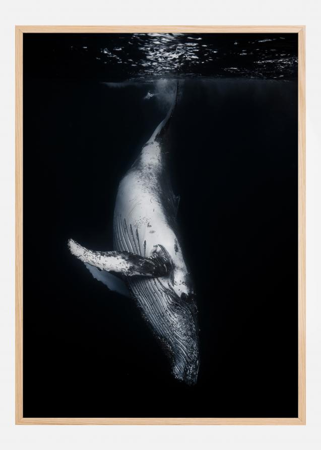 Cartaz da baleia negra