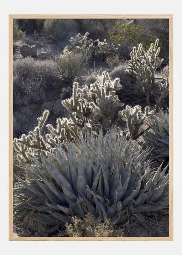 Cactus In Desert Póster
