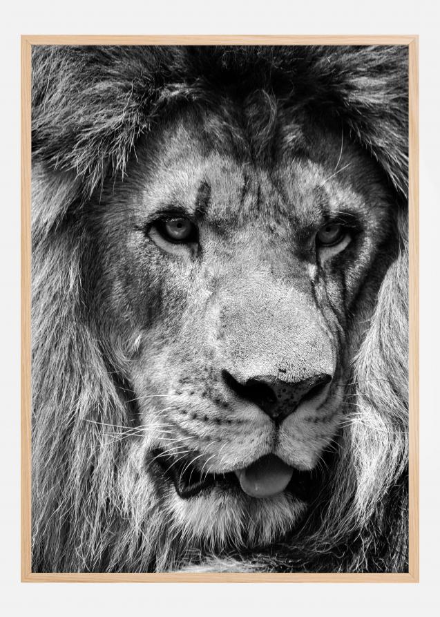 Lion King Póster