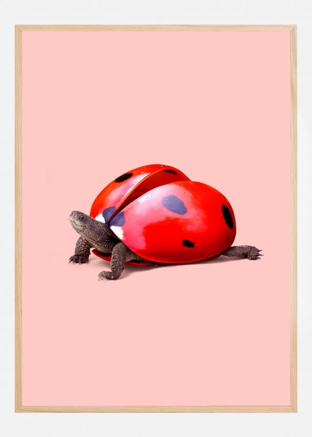 Ladybug Turtle Póster