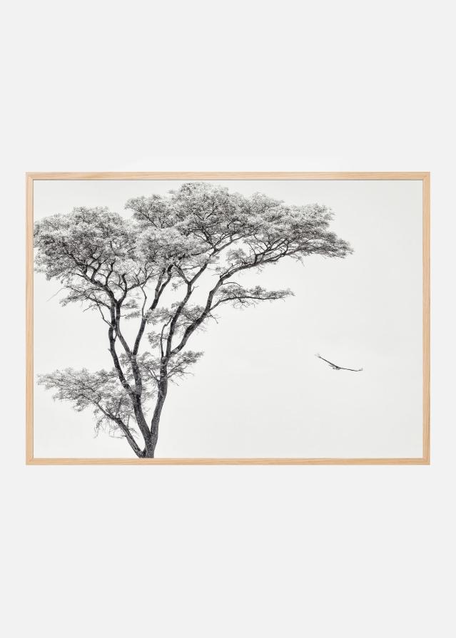 the African eagle Póster