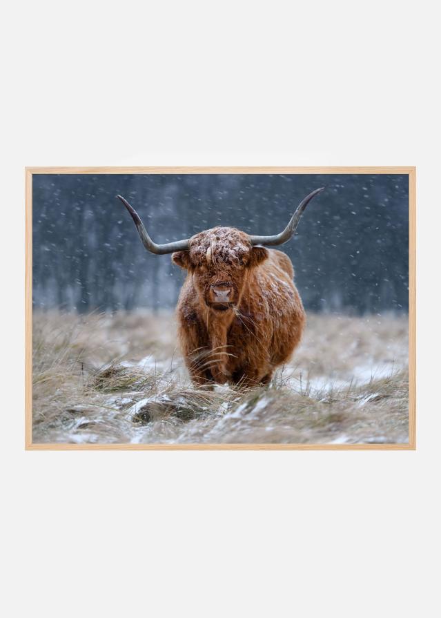 Snowy Highland cow Póster