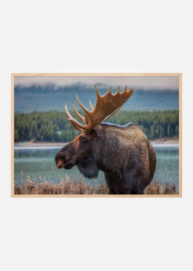 Moose Póster