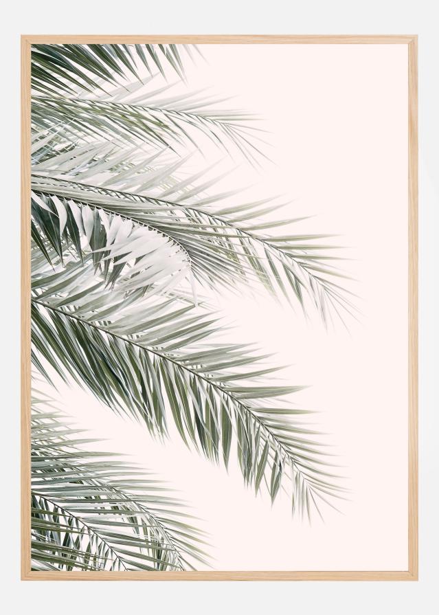 Blush Palm Leaves Póster