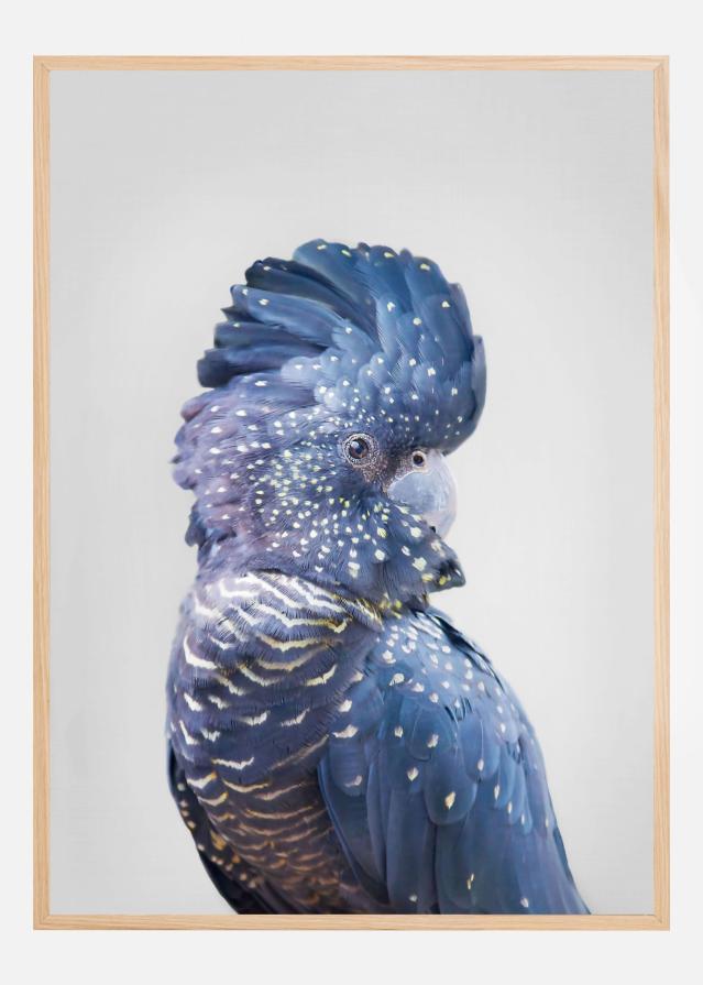 Black Cockatoo Póster