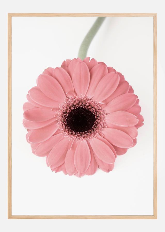 Pink Gerbera II Póster