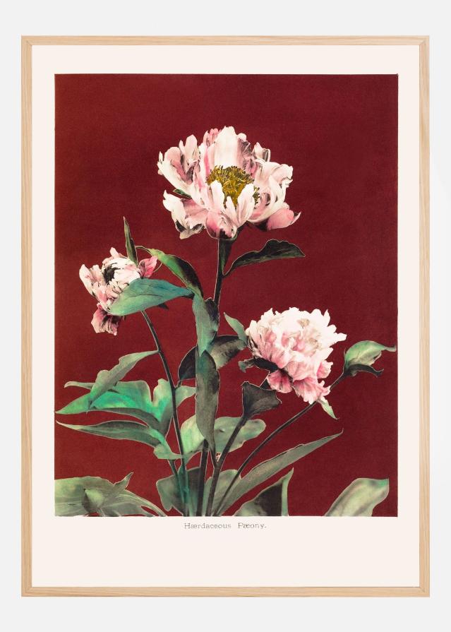 HAbrdaceous Peony no2 Póster