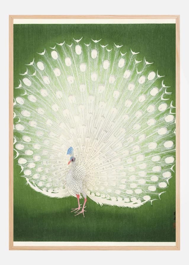 Peacock Póster