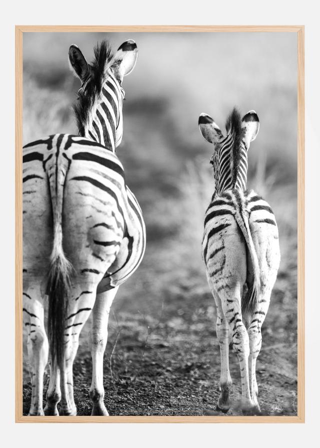 Striped Horse Back Side Póster