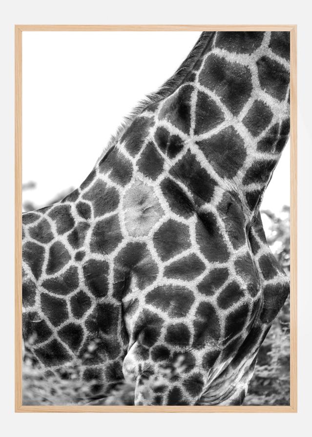 Super Safari No3 Póster