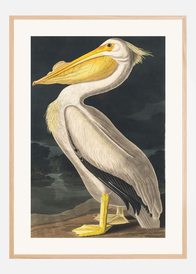 American White Pelican From Birds of America (1827) Póster