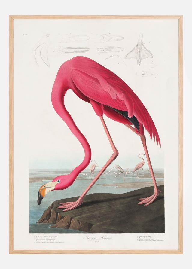 Pink Flamingo From Birds of America (1827) Póster