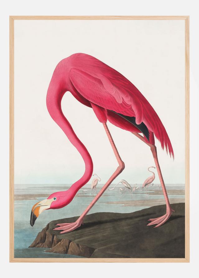 Pink Flamingo Ii From Birds of America (1827) Póster