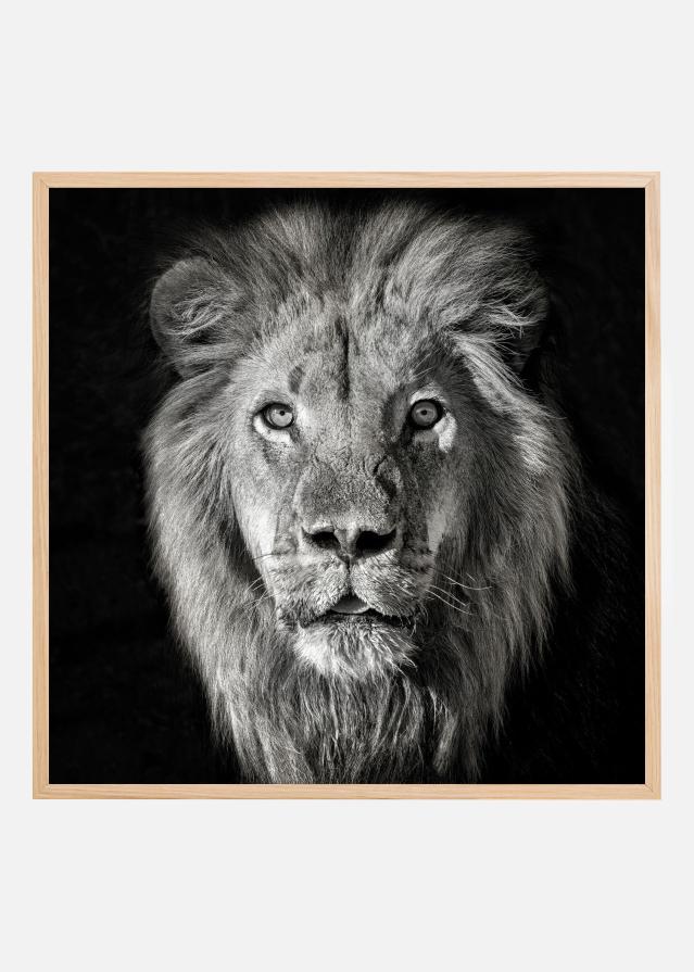 Lion Portrait- Panthera Leo Póster