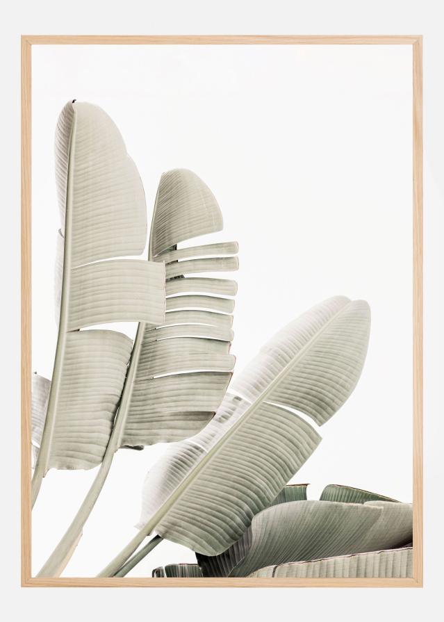 Banana leaf 2 Póster