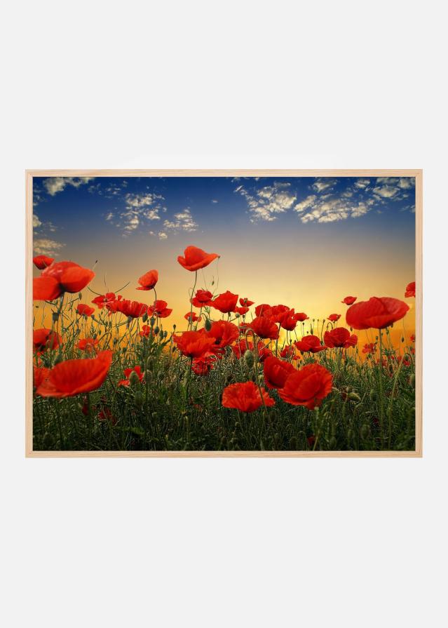 Poppies Póster