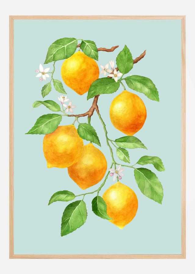 Limao - Citrus Fruit Póster