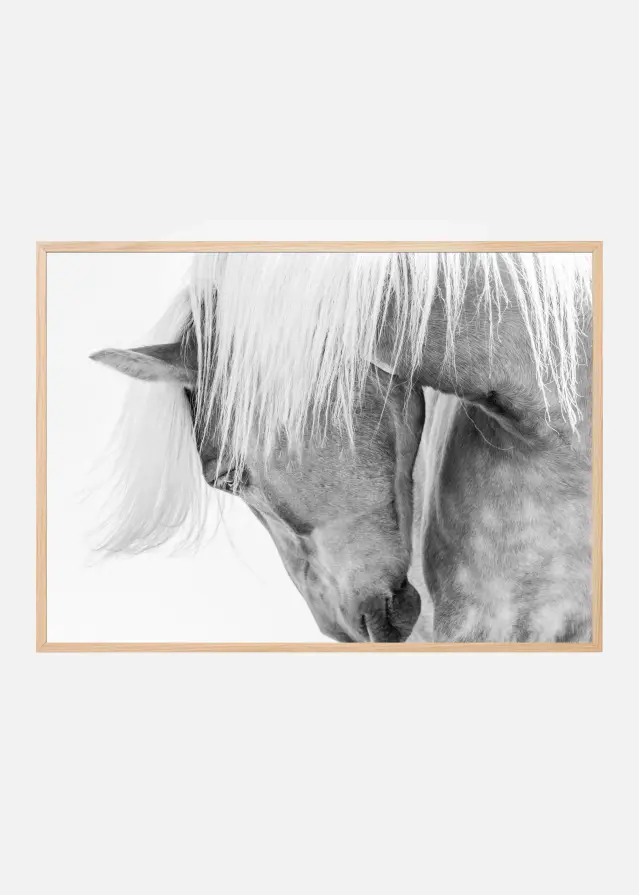 Halflinger Portrait Póster