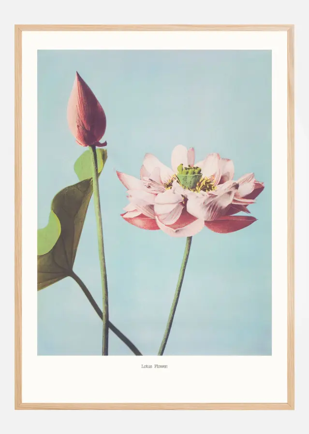 Lotus Flowers Póster