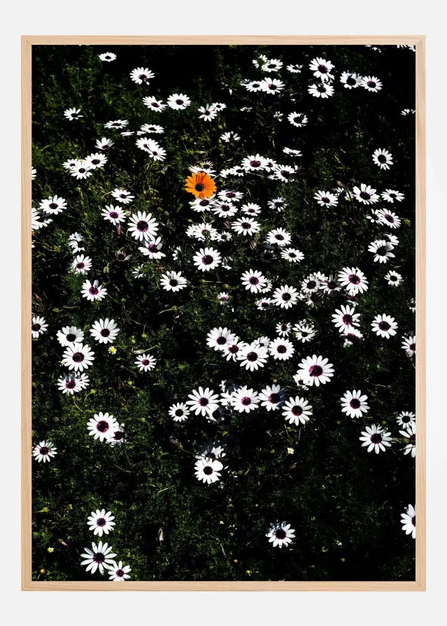 Namaqua Póster