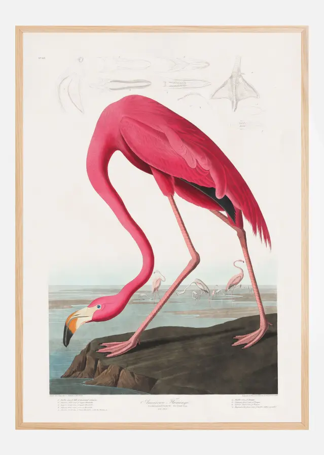 Pink Flamingo From Birds of America (1827) Póster
