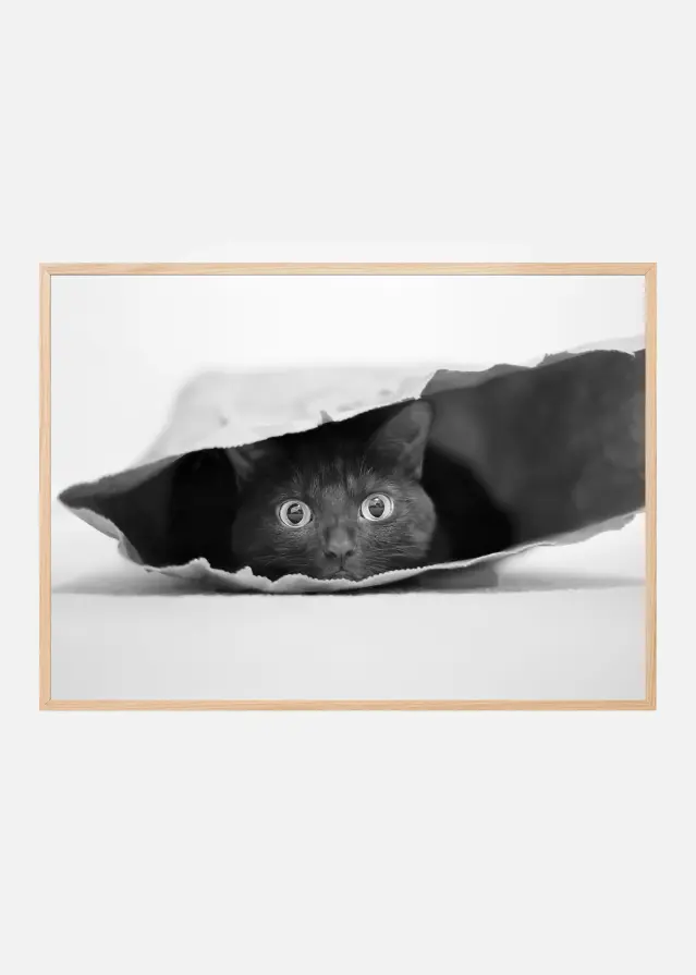 Cat in a bag Póster
