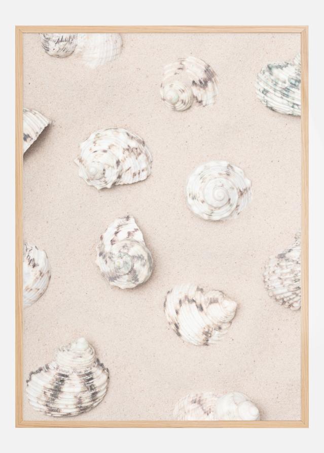 Shells Póster